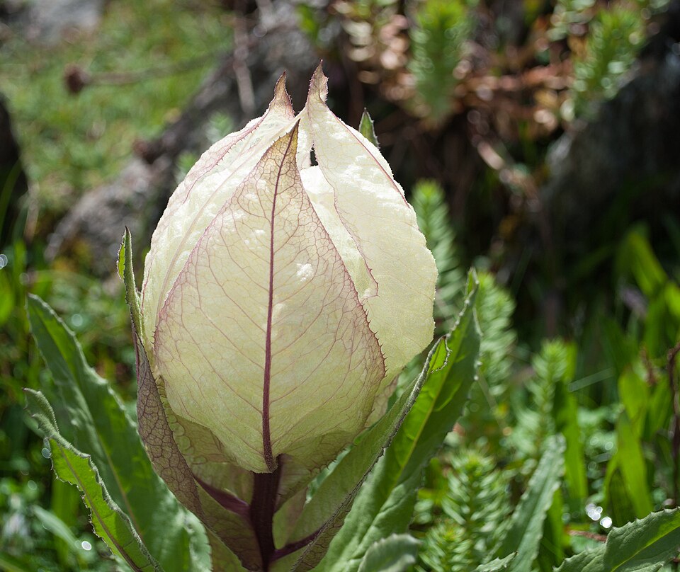 A Brahma Kamal (Saussurea obvallata) in bloom at Kaluvinayak, Chamoli