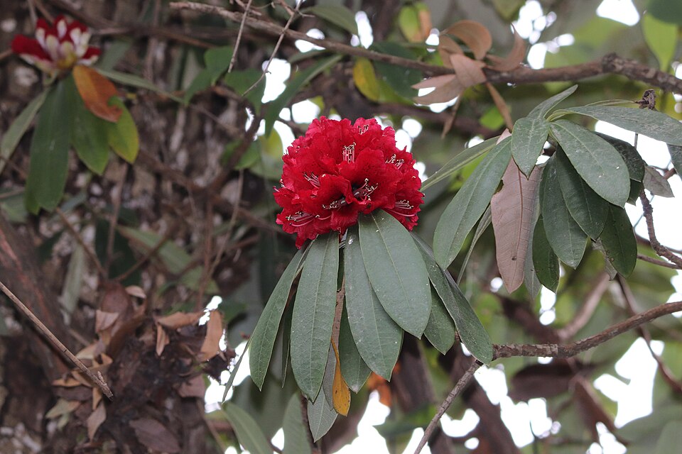 Scarlet bloom of the tree rhododendron (Rhododendron arboreum), the burans