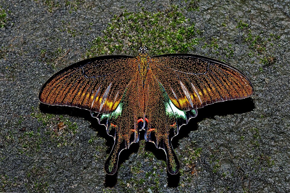 A common peacock butterfly with wings open, showing its green-dusted hindwing eyespots