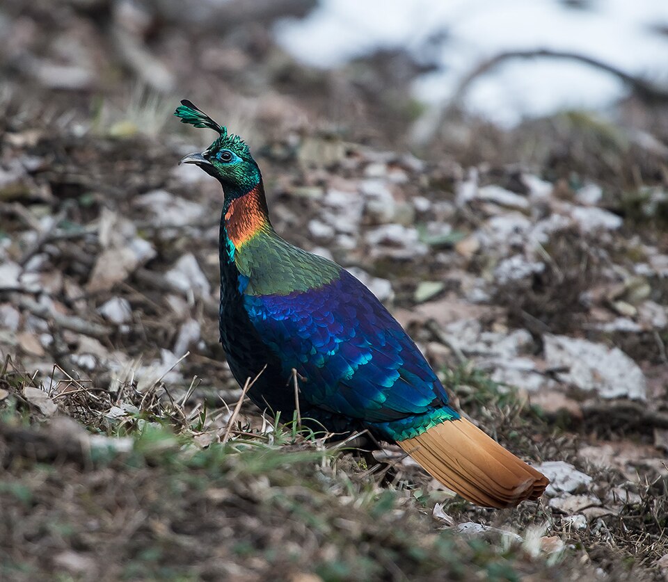 A male Himalayan monal in iridescent colours at Kedarnath Sanctuary, Chamoli