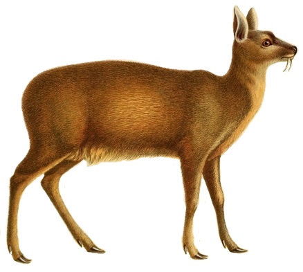 19th-century natural history illustration of the alpine musk deer with its tusks